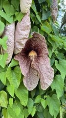 Aristolochia gigantea