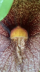 Aristolochia gigantea
