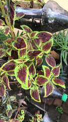 Coleus scutellarioides