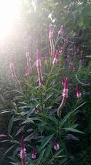 Celosia spicata