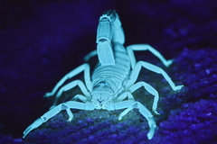 Parabuthus granulatus