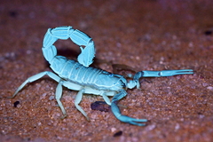 Parabuthus granulatus