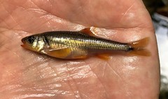Notropis chiliticus