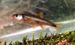 Notropis chiliticus