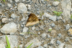 Doxocopa