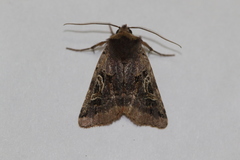 Cerastis enigmatica