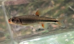 Notropis chiliticus