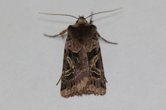 Cerastis enigmatica