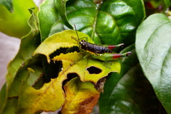 Liebermannacris dorsualis