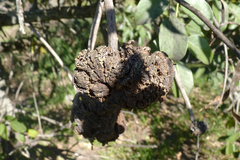 Ravenelia platensis