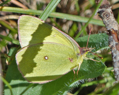 Colias occidentalis