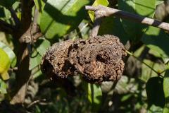 Ravenelia platensis