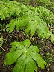 Podophyllum