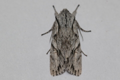 Egira crucialis