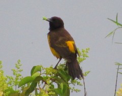 Pseudoleistes guirahuro