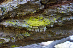 Arthoniomycetes
