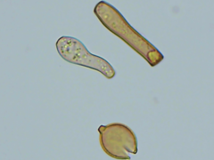 Botryobasidium simile