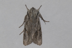 Egira crucialis