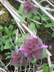 Lamium purpureum