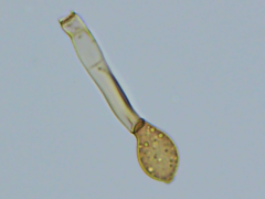 Botryobasidium simile