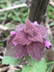 Lamium purpureum