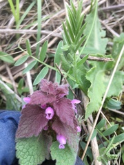 Lamium purpureum