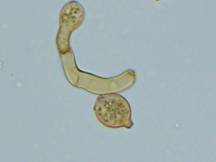 Botryobasidium simile
