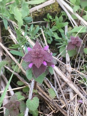 Lamium purpureum