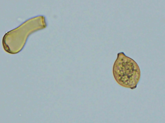 Botryobasidium simile