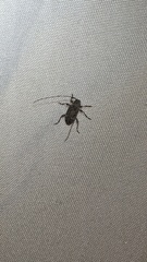 Sternidius punctatus