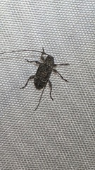 Sternidius punctatus