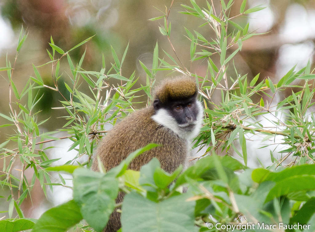 Bale Mountains Monkey (Chlorocebus djamdjamensis)