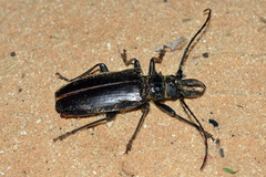 Anthracocentrus capensis