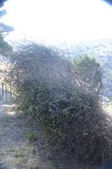 Muehlenbeckia complexa