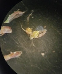 Eleocharis montevidensis