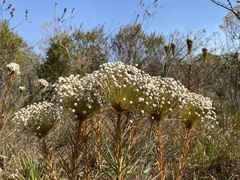 Paepalanthus chiquitensis