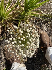 Paepalanthus chiquitensis