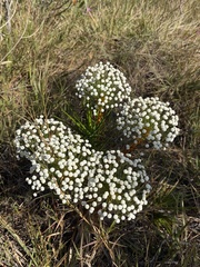 Paepalanthus chiquitensis