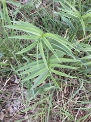 Maianthemum stellatum