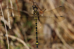 Eusynthemis virgula