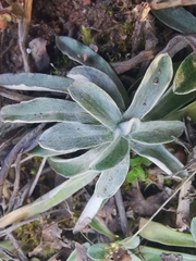Pseudognaphalium affine