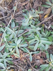 Pseudognaphalium affine