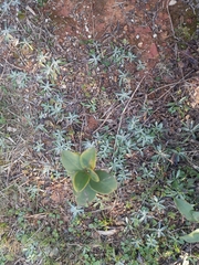 Pseudognaphalium affine