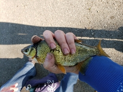 Notemigonus crysoleucas