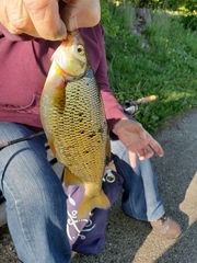 Notemigonus crysoleucas