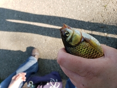 Notemigonus crysoleucas