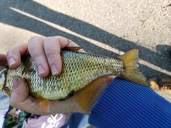 Notemigonus crysoleucas