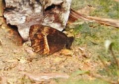 Pedaliodes baccara baccara