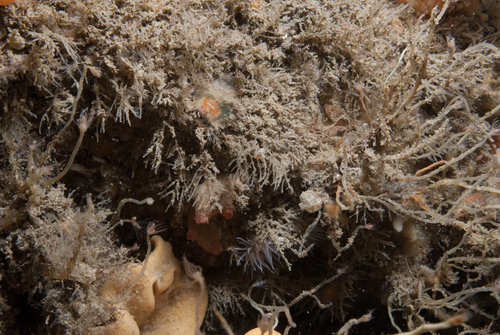 Diphasia rosacea