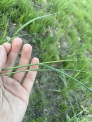 Hesperostipa spartea